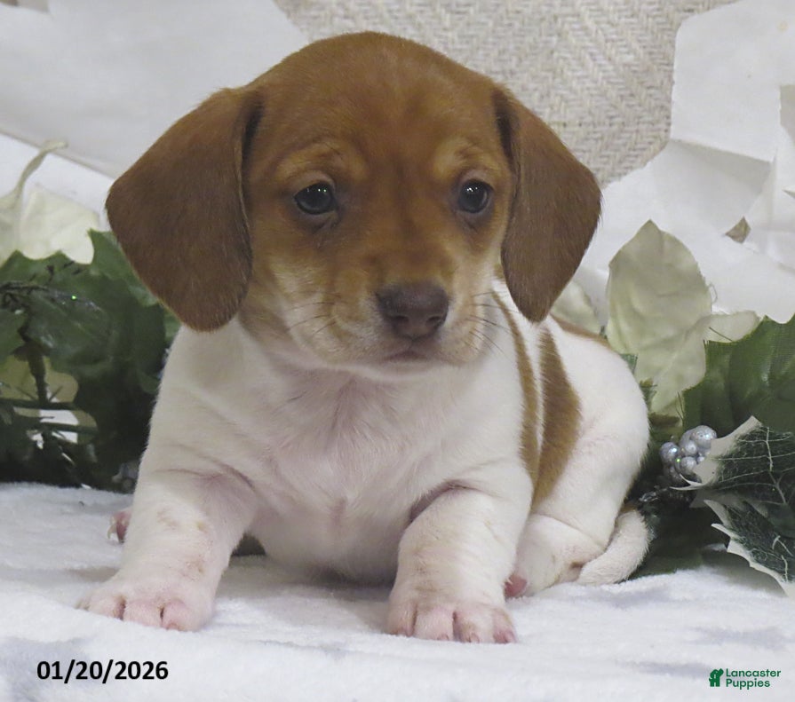 Miniature Dachshund dogs Jewel - Ad 2