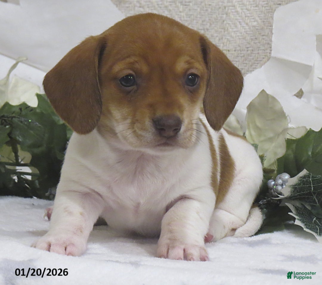 Miniature Dachshund dogs for sale: Jewel - Ad 2