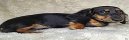 Miniature Dachshund dogs for sale: Black & Cream Longhair Male - Ad 4