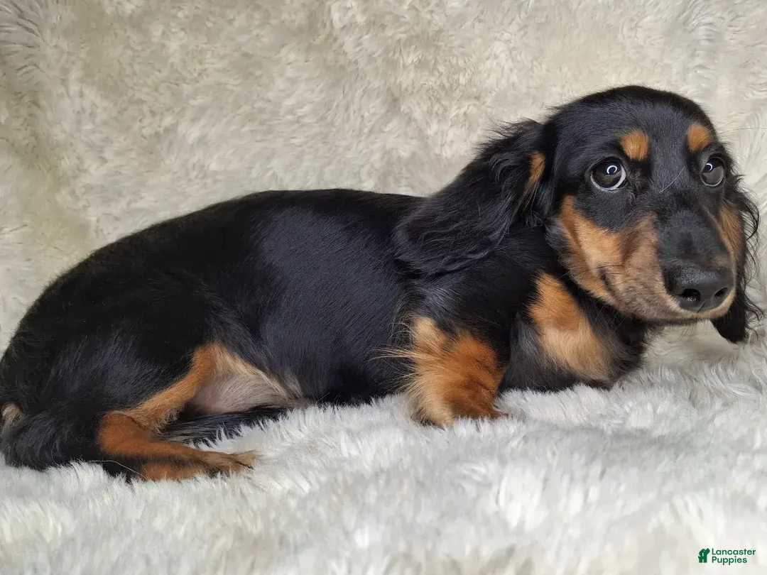 Miniature Dachshund dogs for sale: Black & Cream Longhair Male - Ad 4