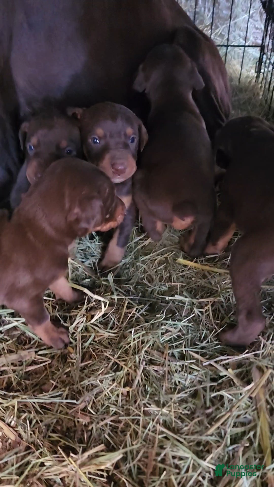 Doberman Pinscher dogs for sale: Poppy F1 - Ad 6