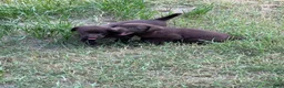 Labrador Retriever dogs for sale: Labrador Retriever 2 - Ad 1