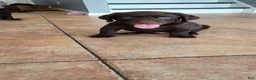 Labrador Retriever dogs for sale: Jan - Ad 4