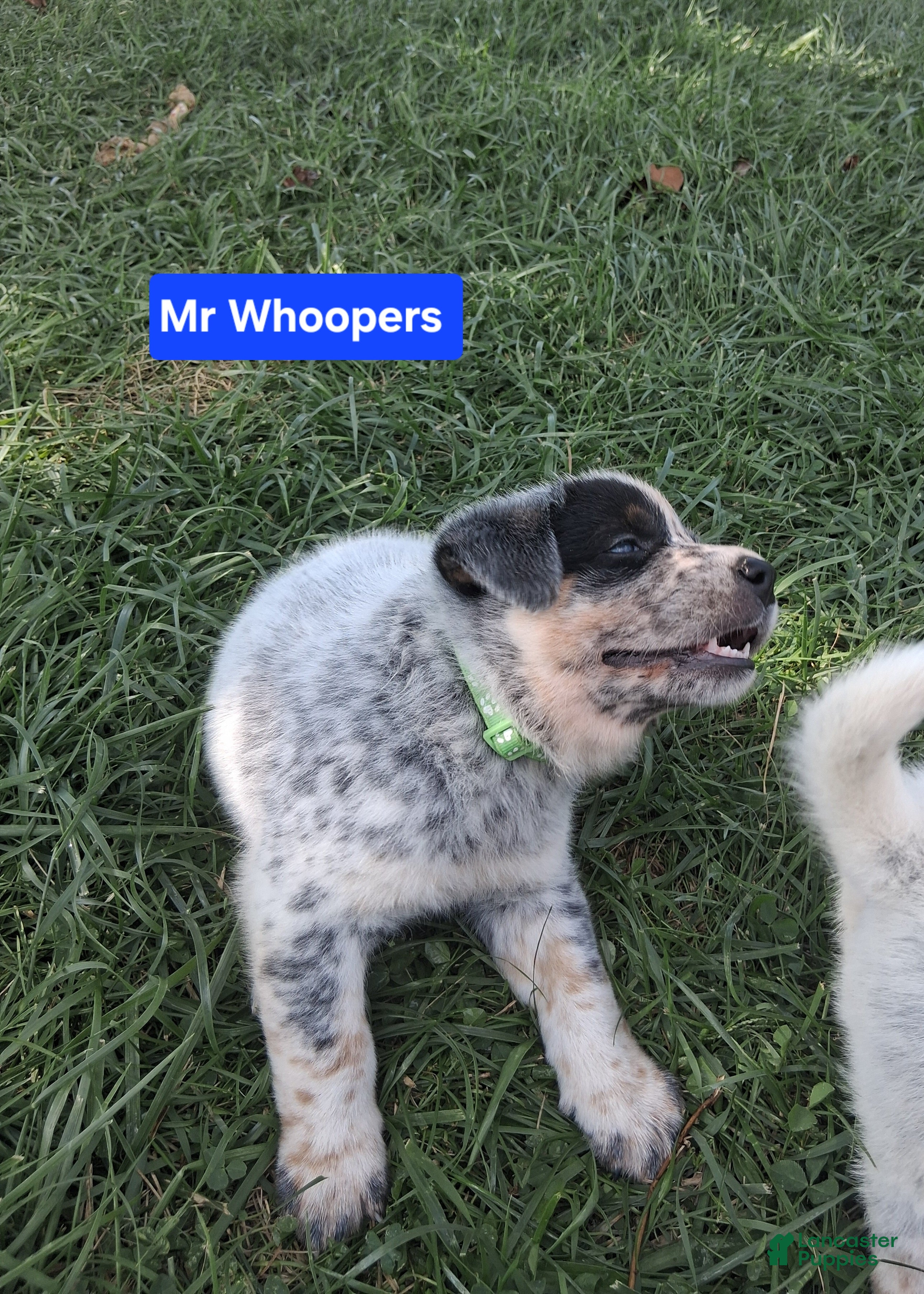 Australian Cattle Dog dogs Australian Cattle Dog  Mr. Whoopers     AKC Registration  - Ad 2