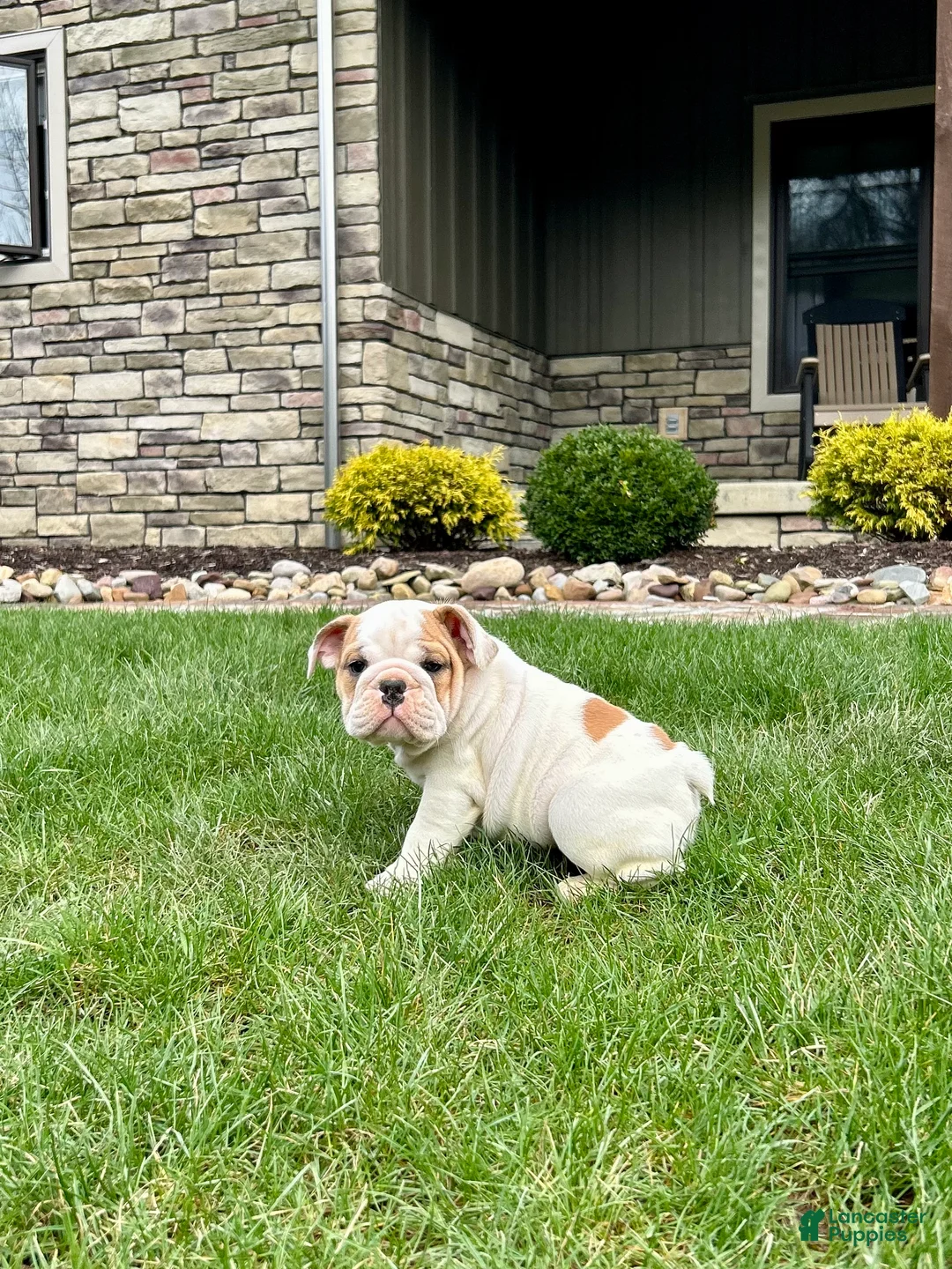 English Bulldog dogs for sale: Wyatt - Ad 1