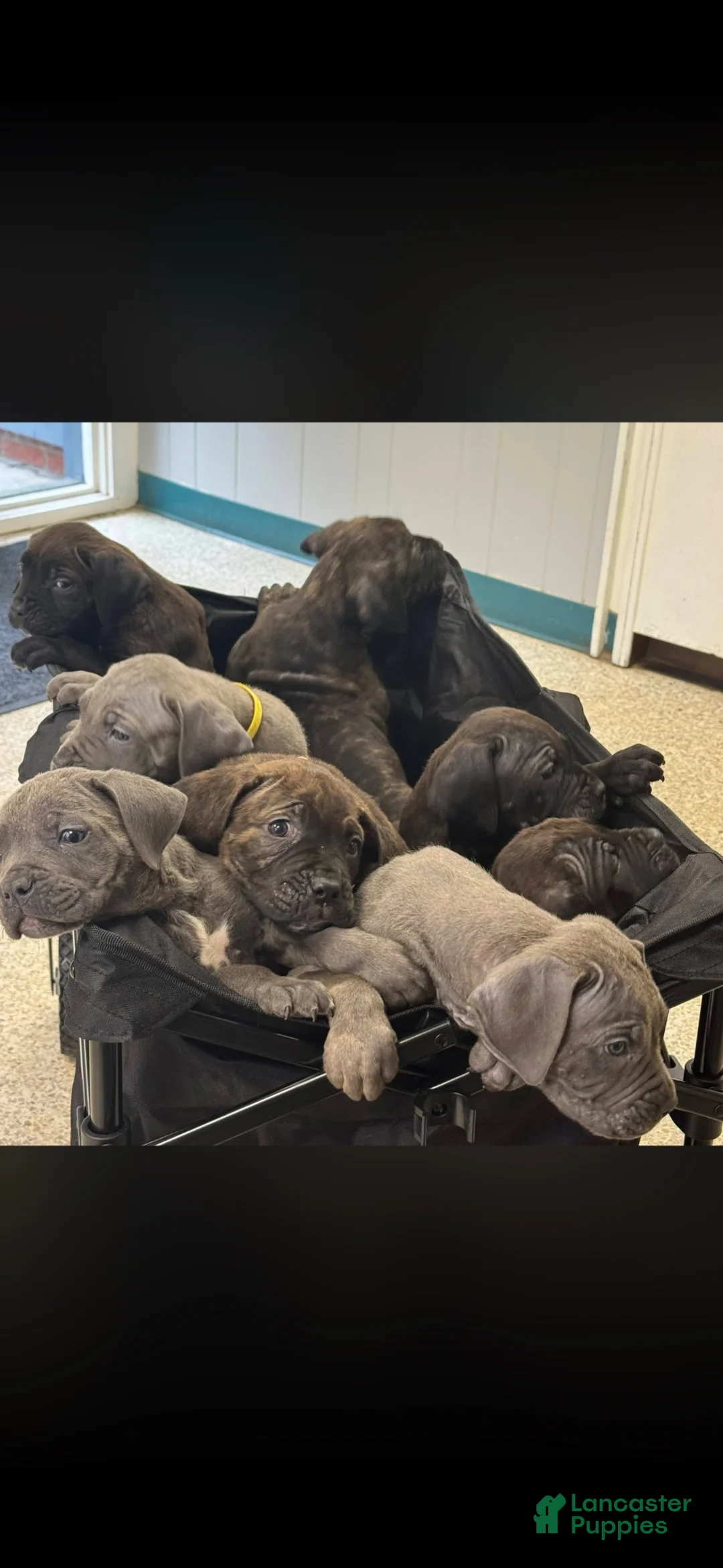 Cane Corso dogs for sale: Princess - Ad 4