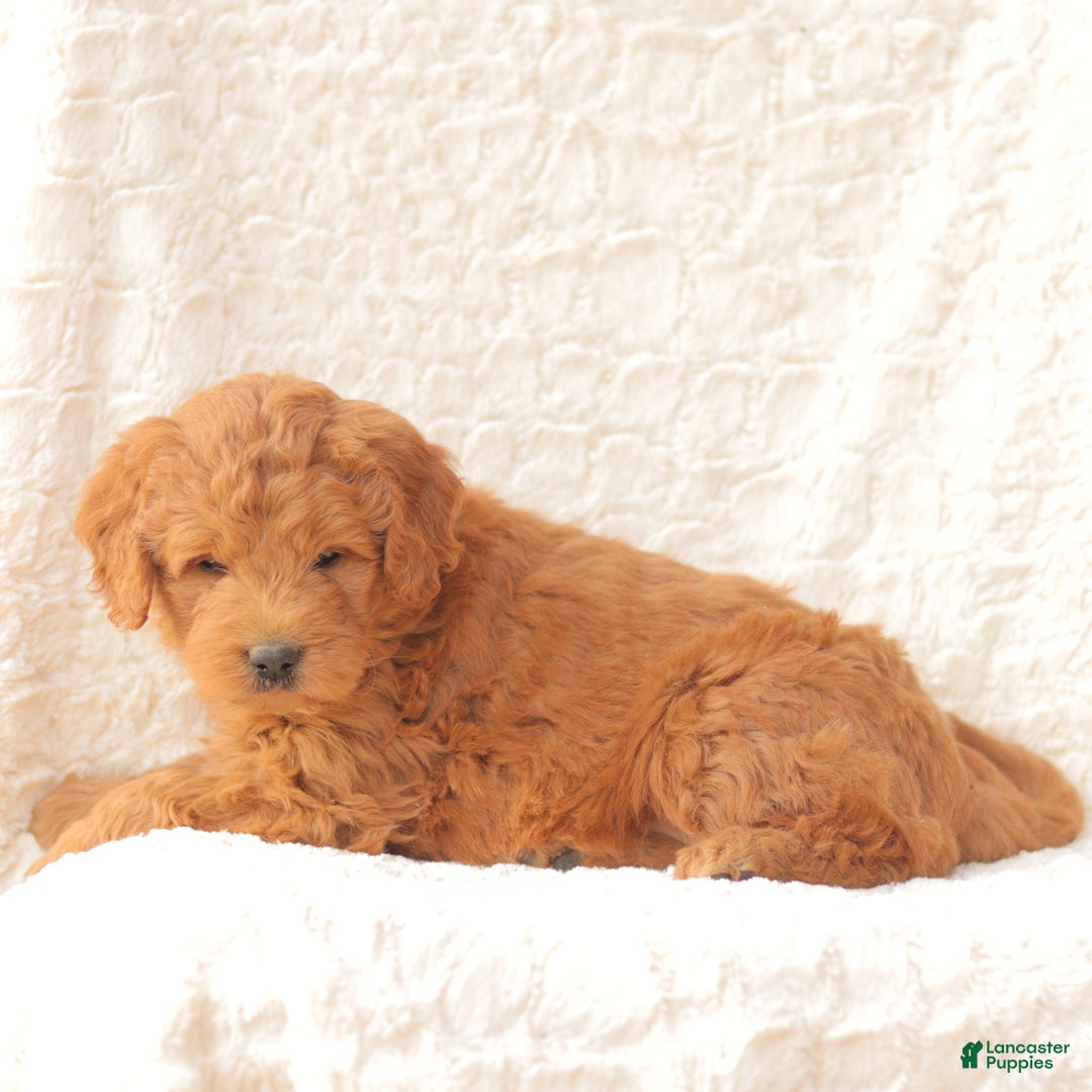 Mini Goldendoodle dogs for sale: Shelby - Ad 5