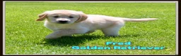 Golden Retriever dogs for sale: Fred - Ad 1