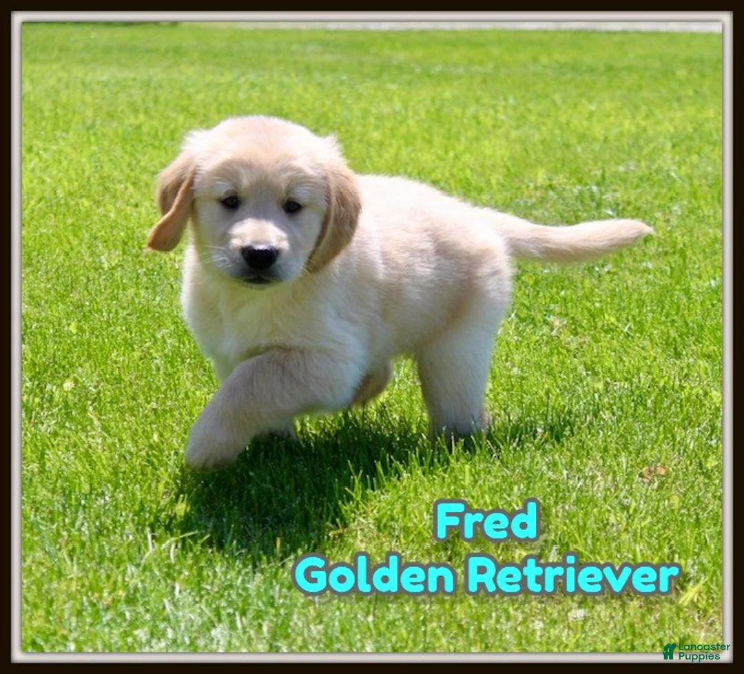 Golden Retriever dogs for sale: Fred - Ad 1