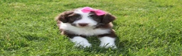 Mini Aussiedoodle dogs for sale: Cassie - Ad 6