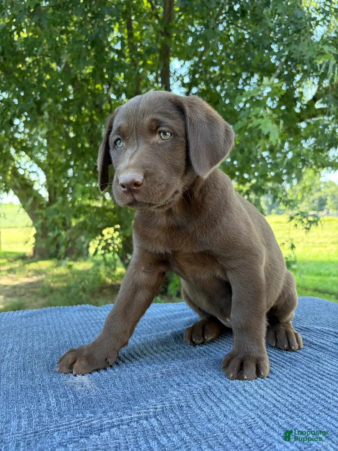 Labrador Retriever dogs for sale: Molly - Ad 1