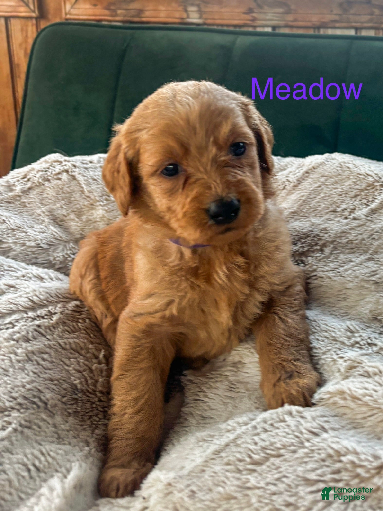 Goldendoodle dogs Meadow  - Ad 42