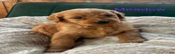 Goldendoodle dogs for sale: Meadow  - Ad 1