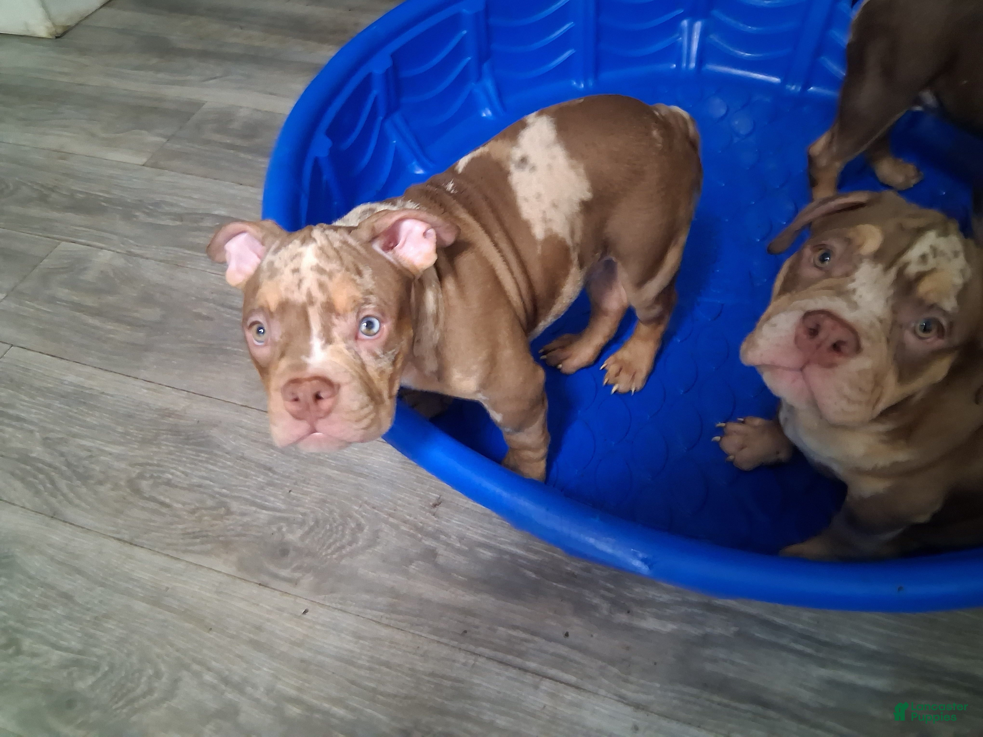 American Bully dogs Parlay - Ad 2
