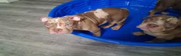 American Bully dogs for sale: Parlay - Ad 2
