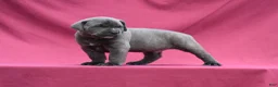 Cane Corso dogs for sale: Enzo - Ad 5