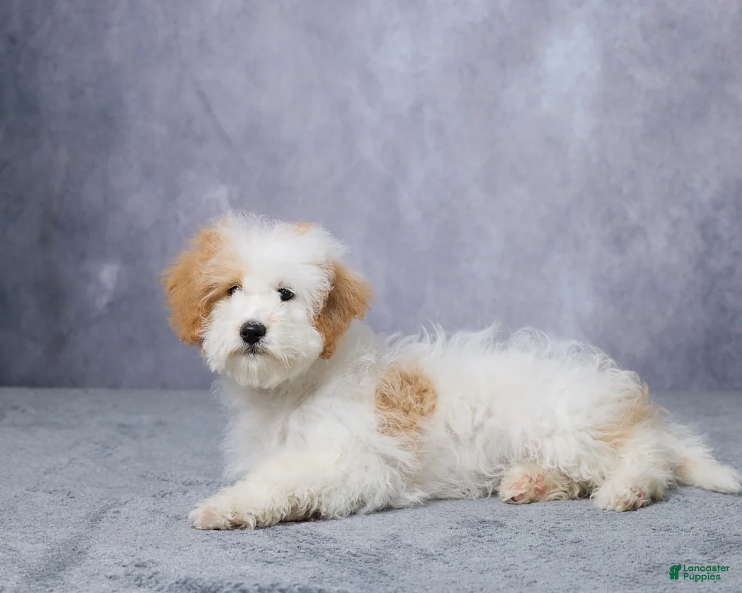 Mini Bernedoodle dogs for sale: Candy - Ad 5