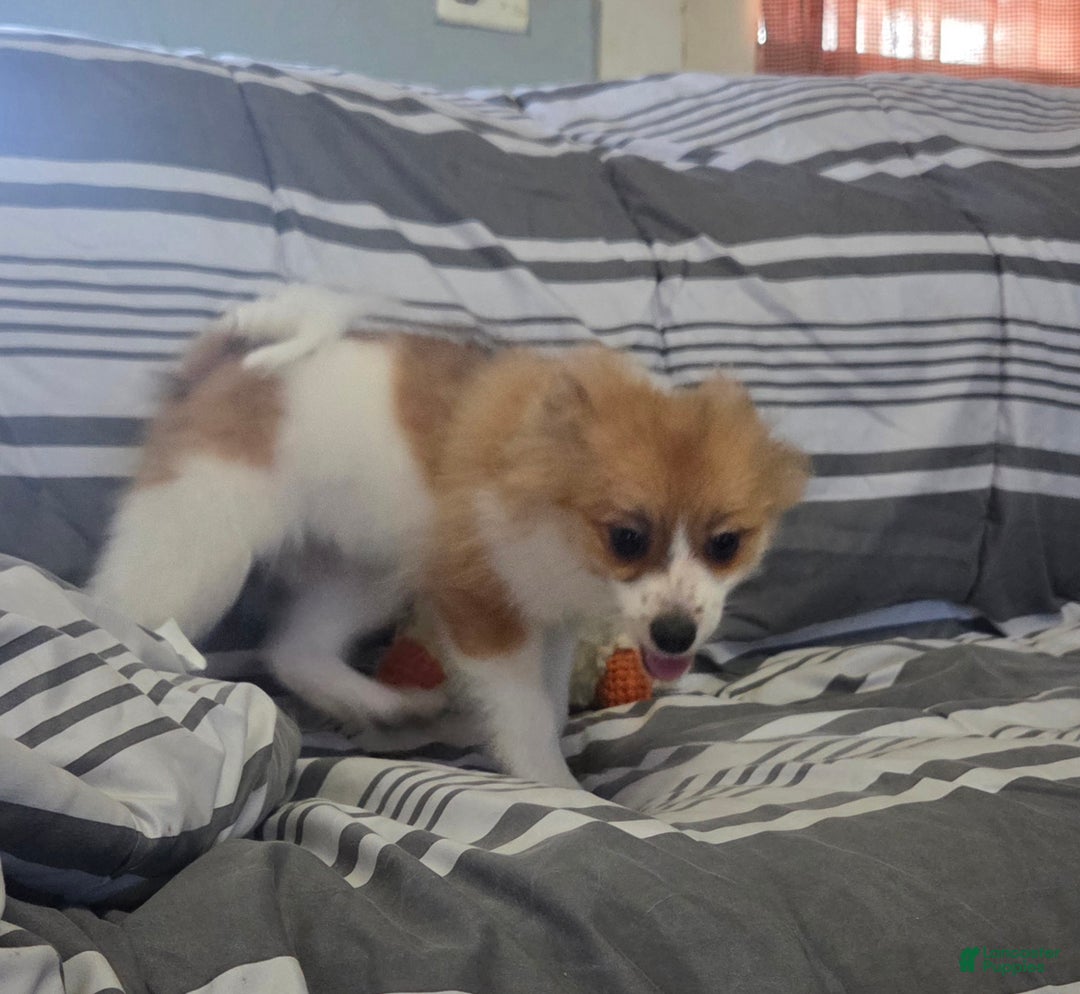 Pomeranian dogs for sale: Nicki - Ad 3