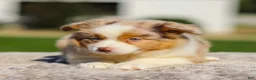 Miniature Australian Shepherd dogs for sale: Harper - Ad 3