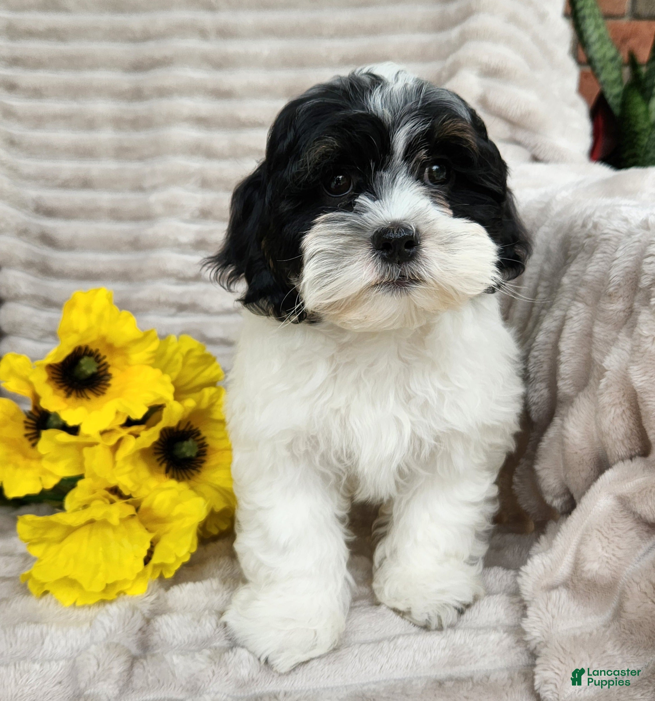 Shihpoo dogs Ricky - Ad 2