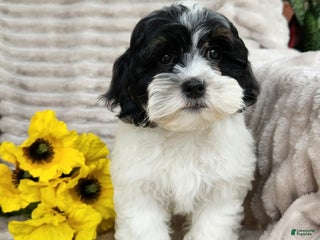 Shihpoo dogs Ricky - Ad 18