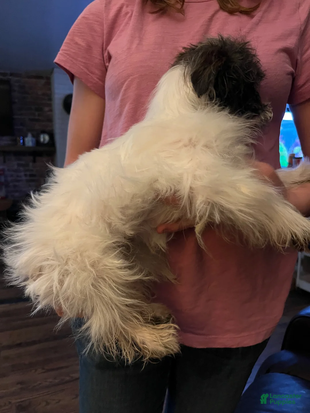 Yorkiepoo dogs for sale: Yorkiepoo Puppy 1 - Ad 2