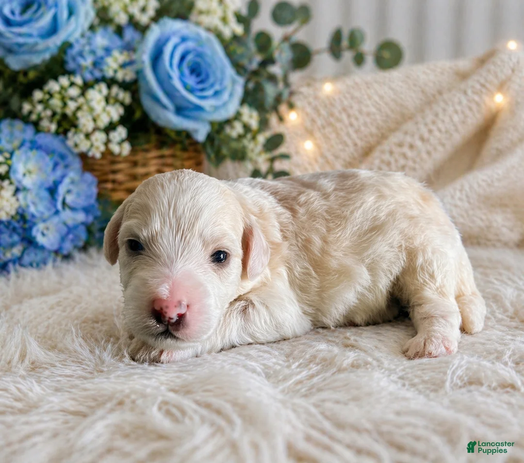 Mini Bernedoodle dogs for sale: Milo - Ad 1