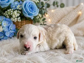 Mini Bernedoodle dogs for sale: Milo - Ad 3