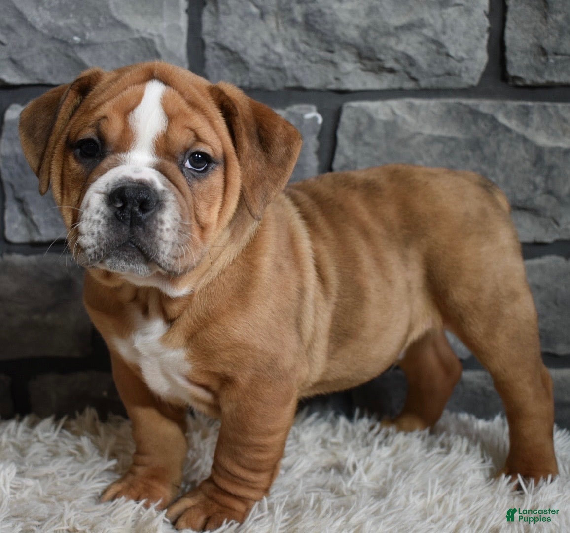 Beabull dogs Tank  - Ad 2