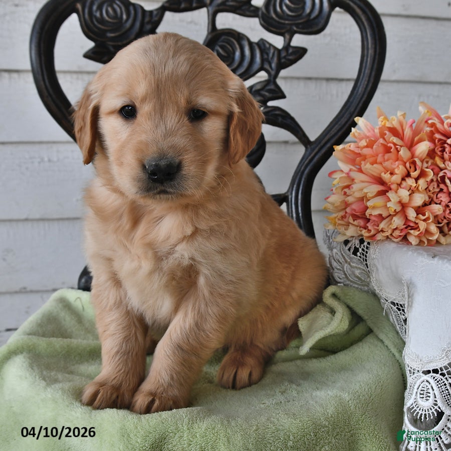 Golden Retriever dogs Floyd - Ad 1