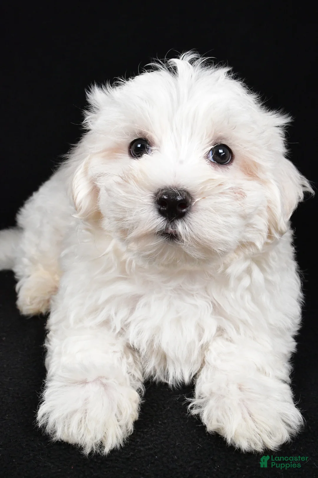 Maltese dogs for sale: Cody - Ad 6