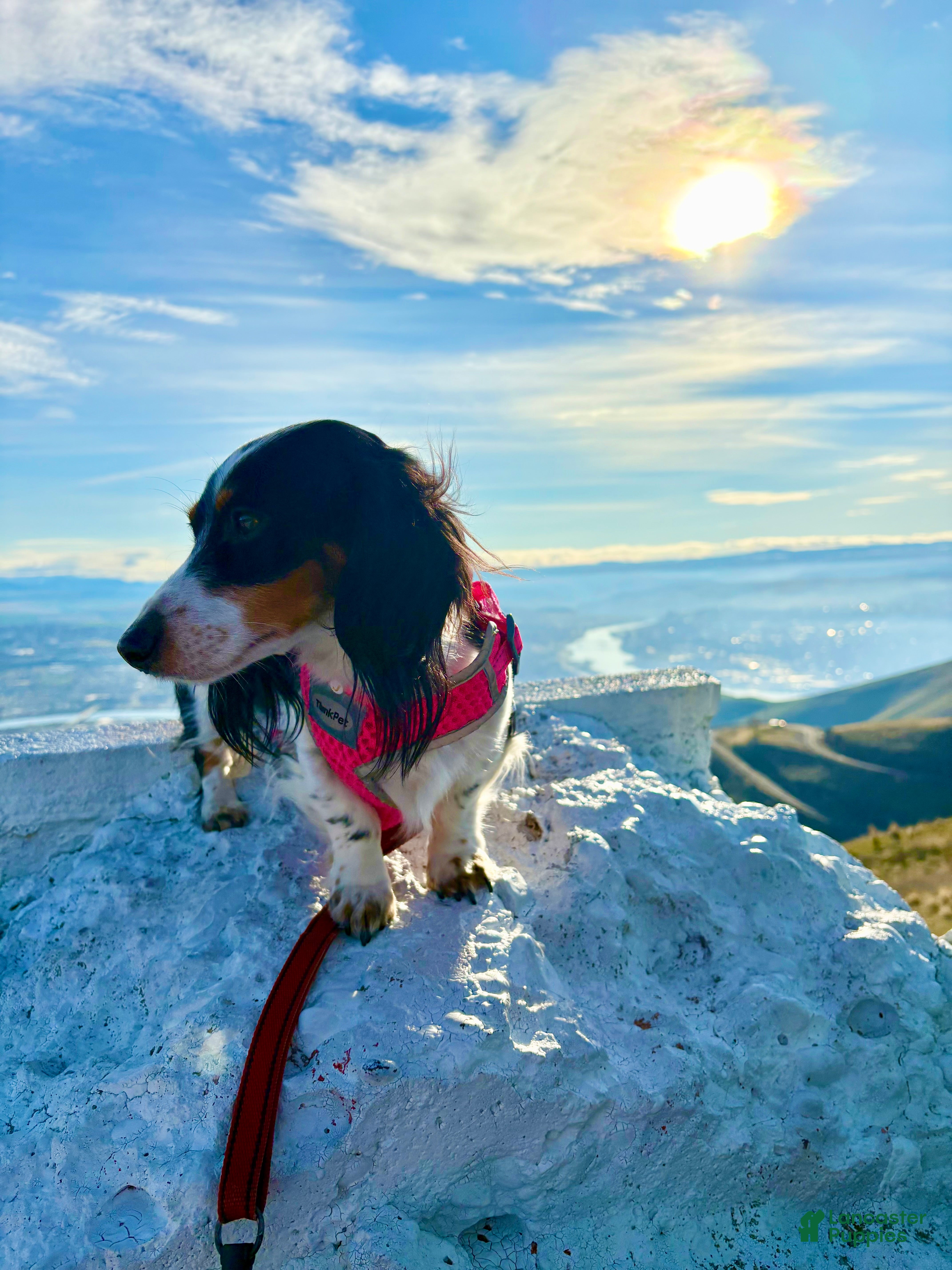 Penelope Pendragon III