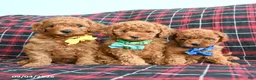 Cockapoo dogs for sale: Baxter - Ad 3