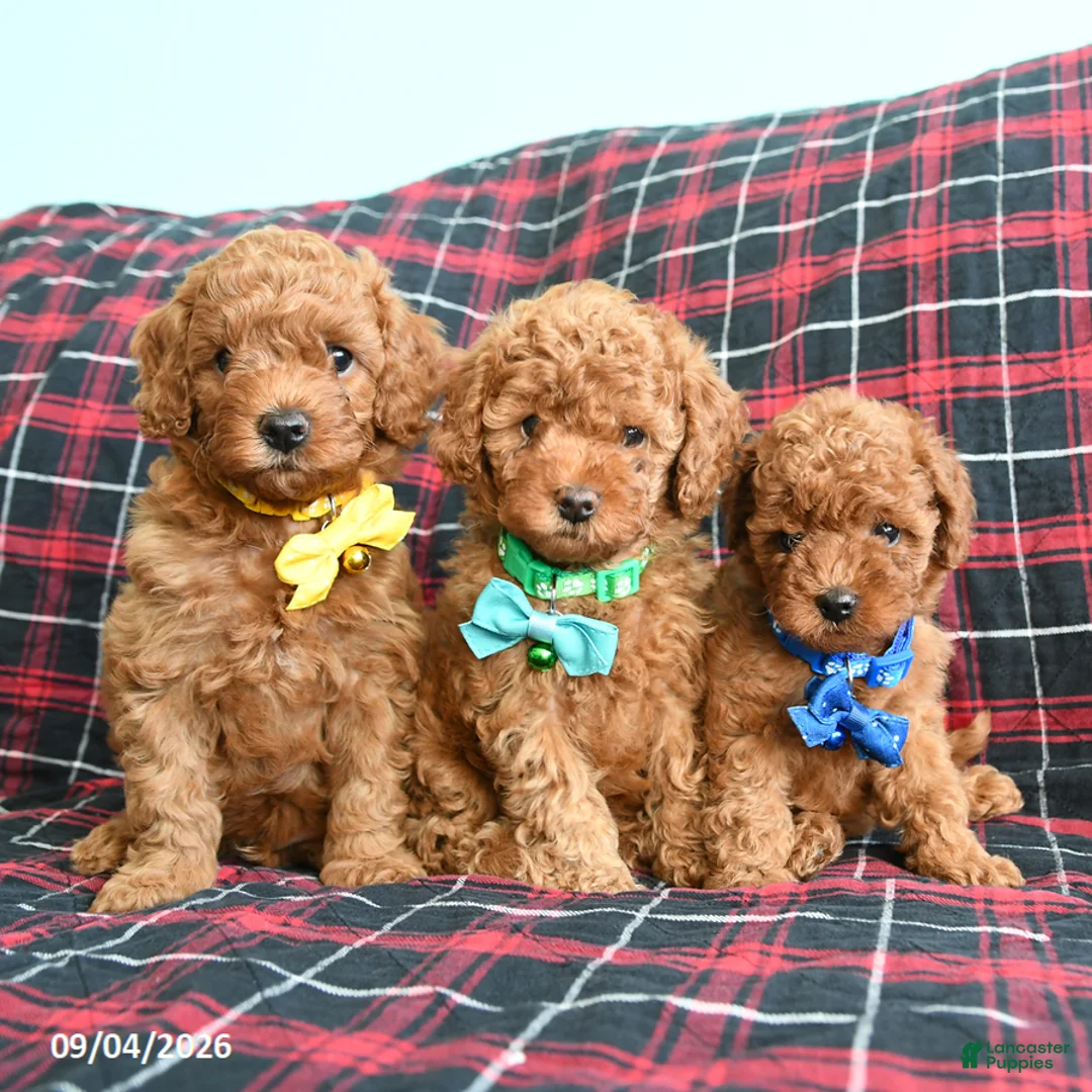 Cockapoo dogs for sale: Baxter - Ad 3