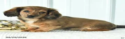 Dachshund dogs for sale: Dizzy - Ad 3