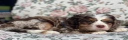 Mixed Breed dogs for sale: Oero - Ad 2