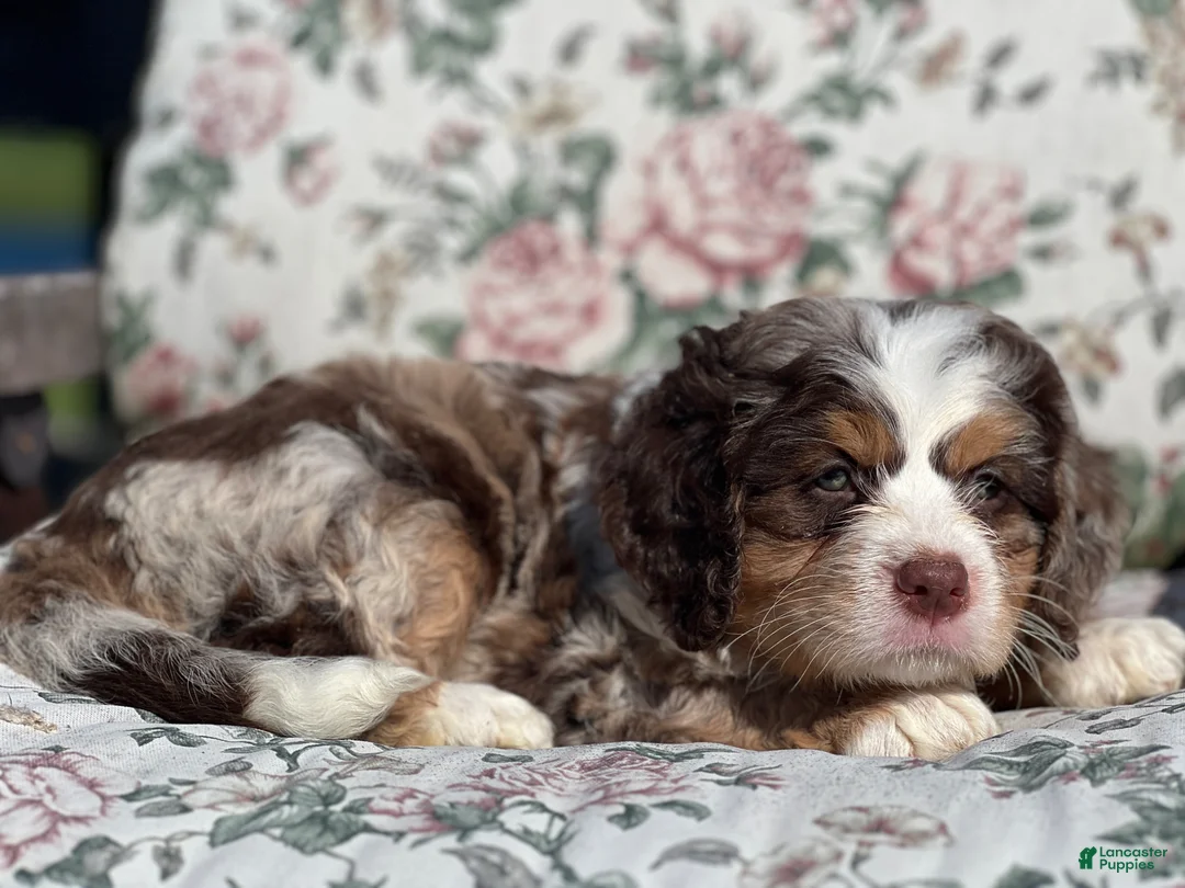Mixed Breed dogs for sale: Oero - Ad 2