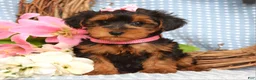 Yorkiepoo dogs for sale: Lola - Ad 4