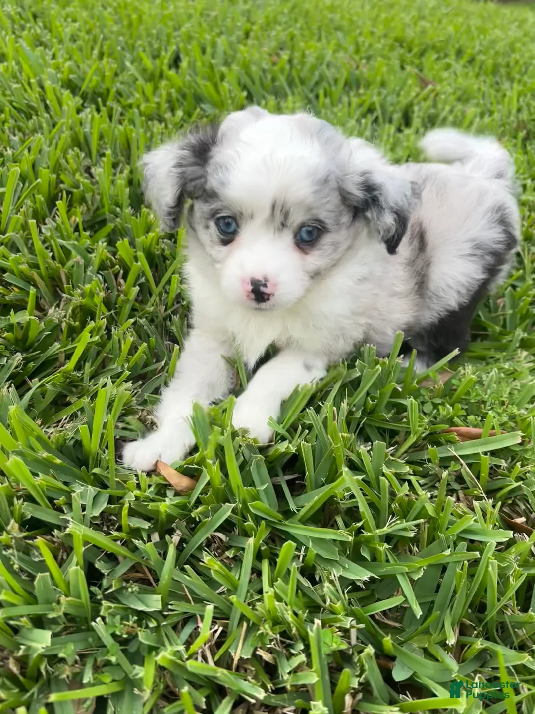 Toy Australian Shepherd dogs for sale: Toy Australian Shepherd Puppy 1 - Ad 2