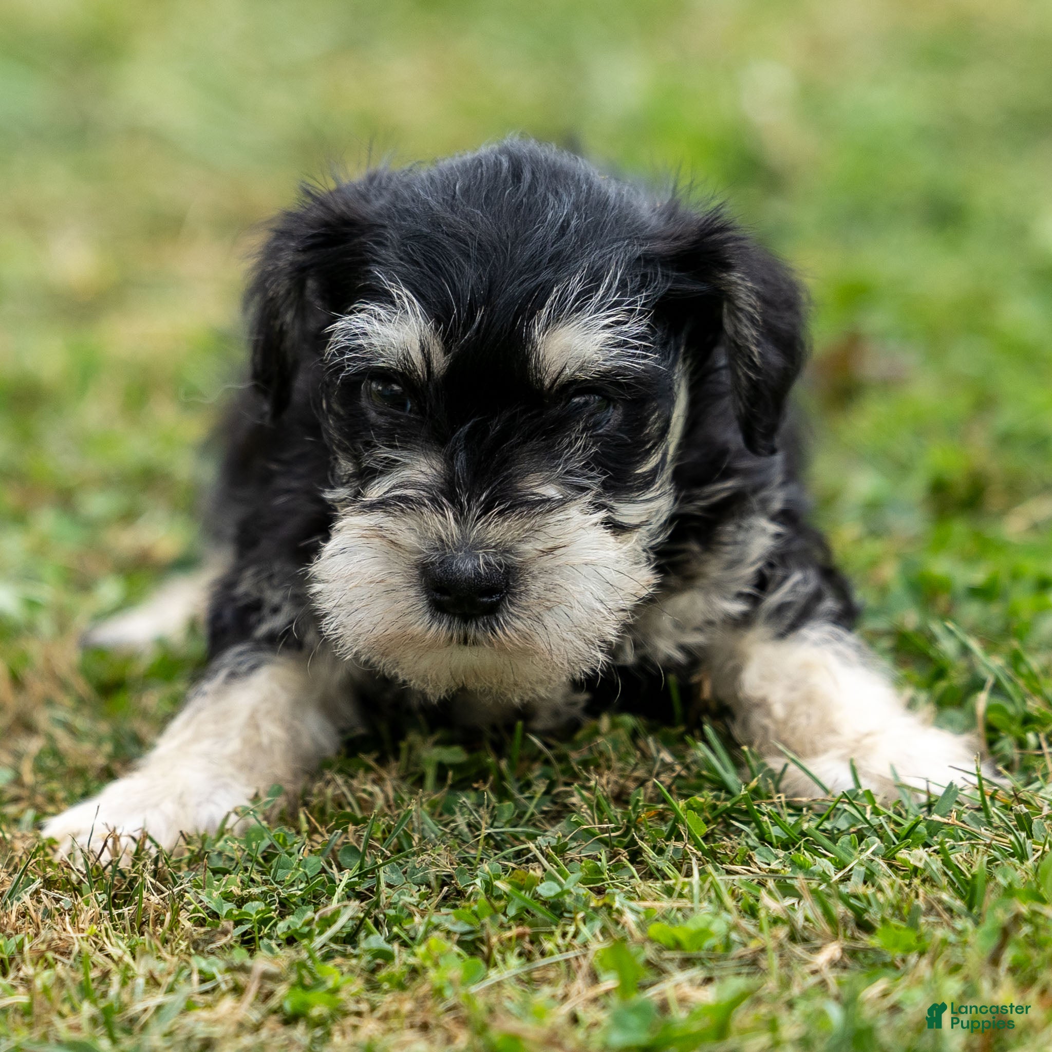 Find Miniature Schnauzer Puppies for sale Lancaster Puppies