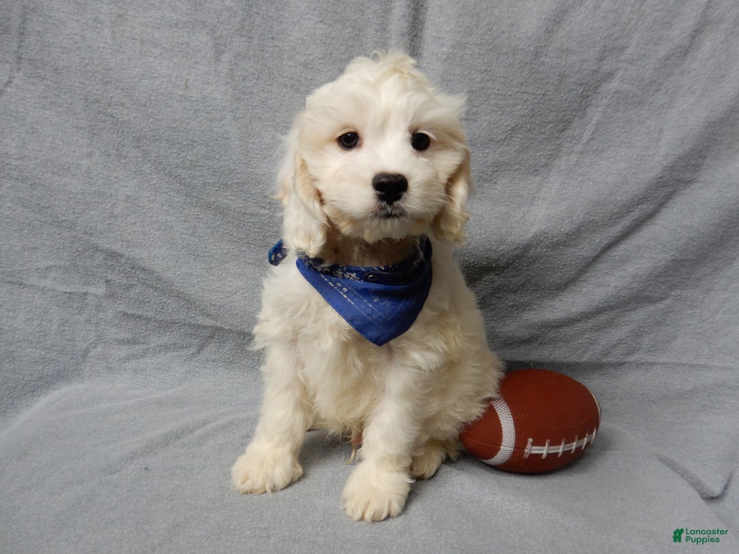 Cockapoo dogs for sale: Frosty - Ad 7