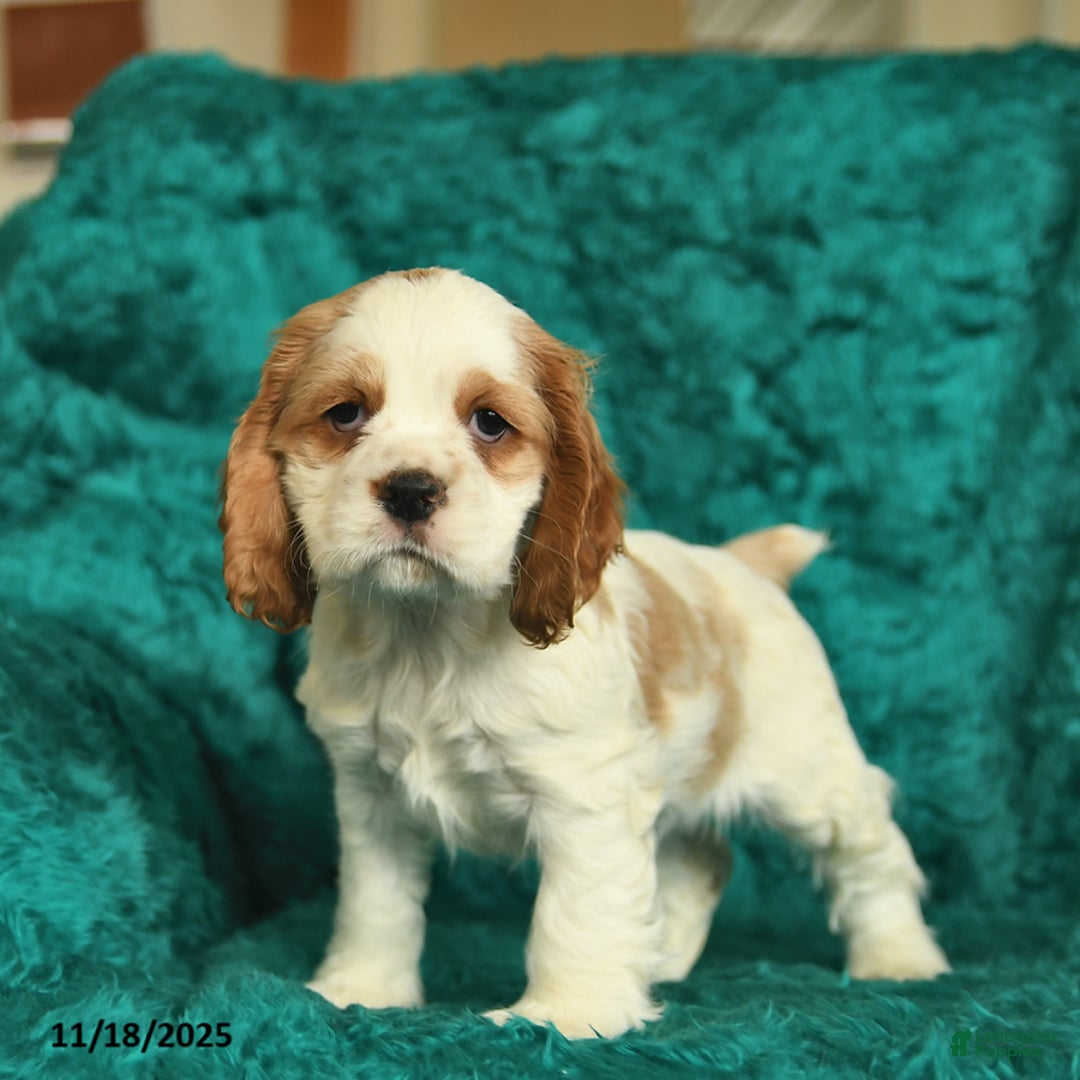 Cocker Spaniel dogs for sale: Aspen  - Ad 1