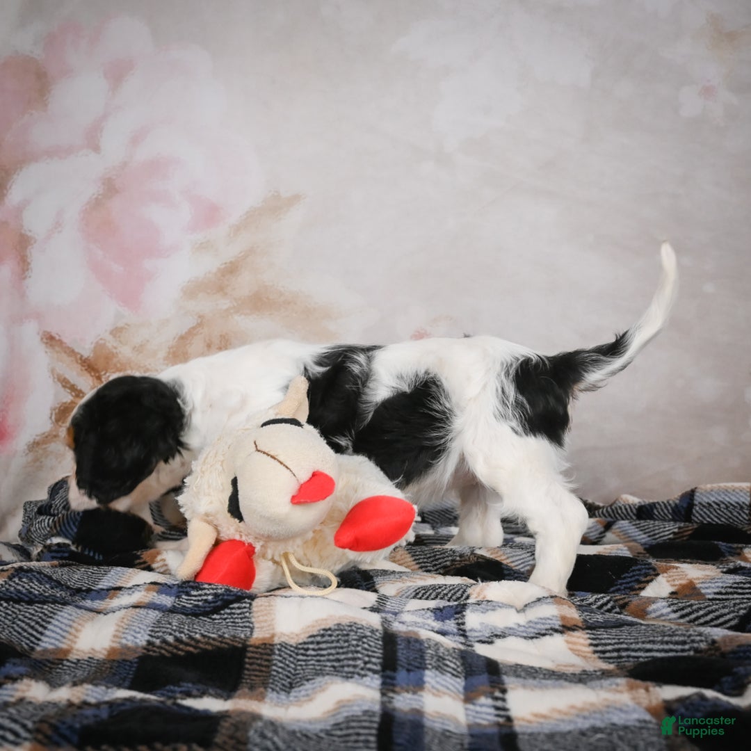 Cavalier King Charles Spaniel dogs for sale: Maggie - Ad 10