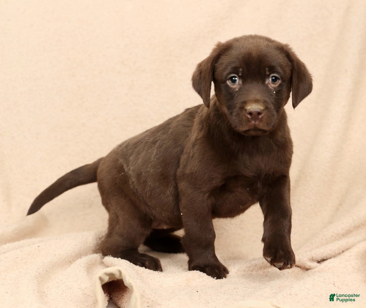 Labrador Retriever dogs Molly - Ad 4