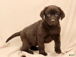 Labrador Retriever dogs Molly - Ad 4
