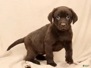 Labrador Retriever dogs Molly - Ad 13
