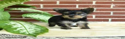 Yorkshire Terrier dogs for sale: Nutella - Ad 4