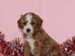 Miniature Poodle dogs Boomer AKC - Ad 22