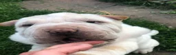 Shar Pei dogs for sale: Shar Pei Puppy 6 - Ad 17