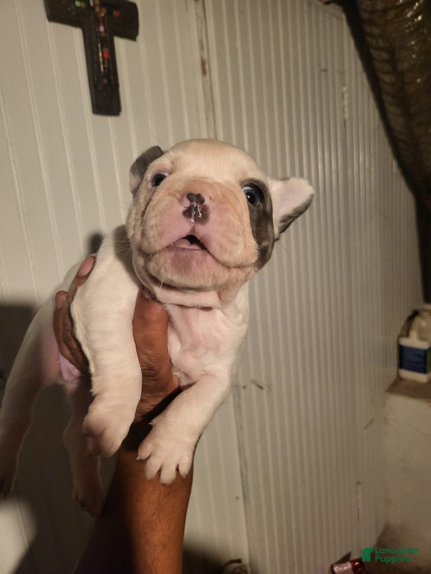 French Bulldog dogs French Bulldog Girl  - Ad 2